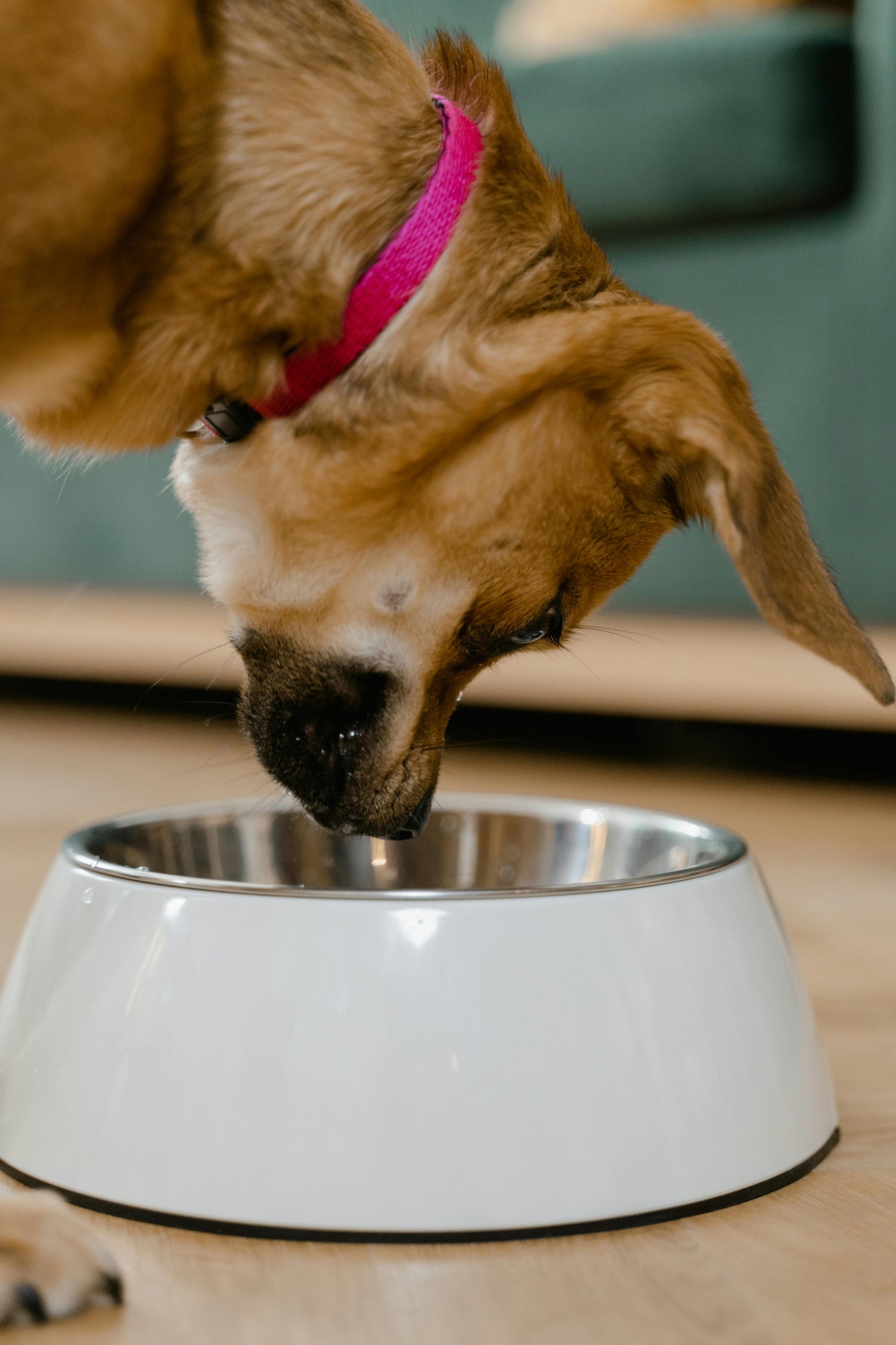 DOG supplies